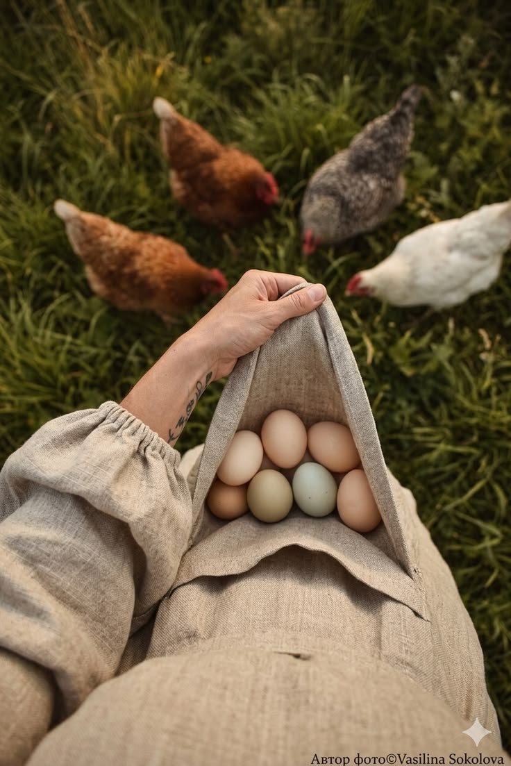 Huevos recién recogidos