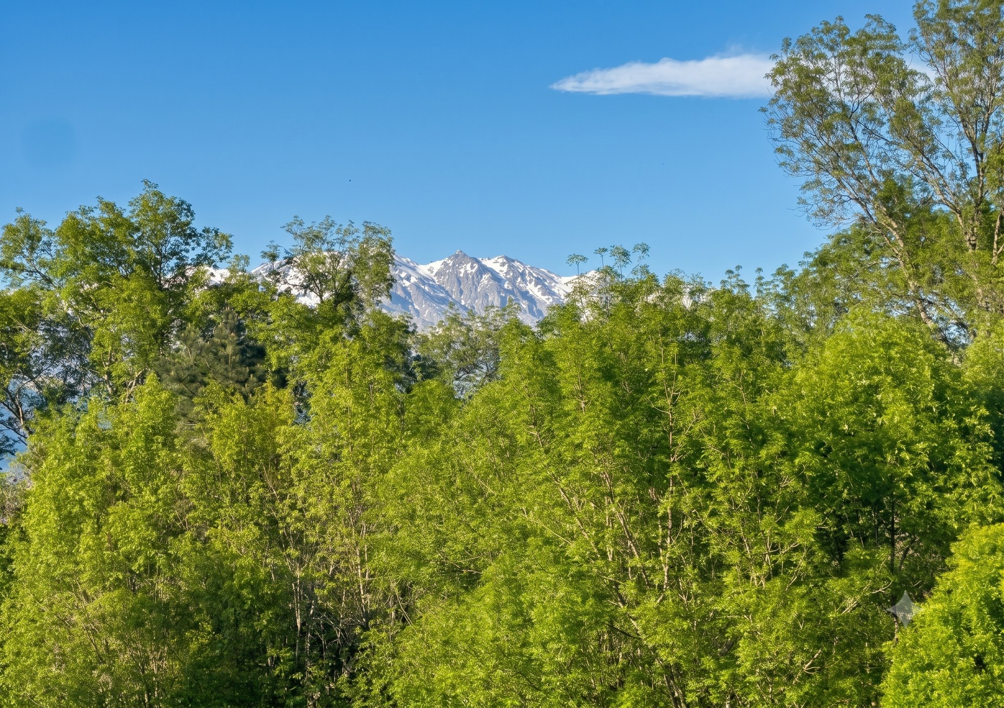 El Roble