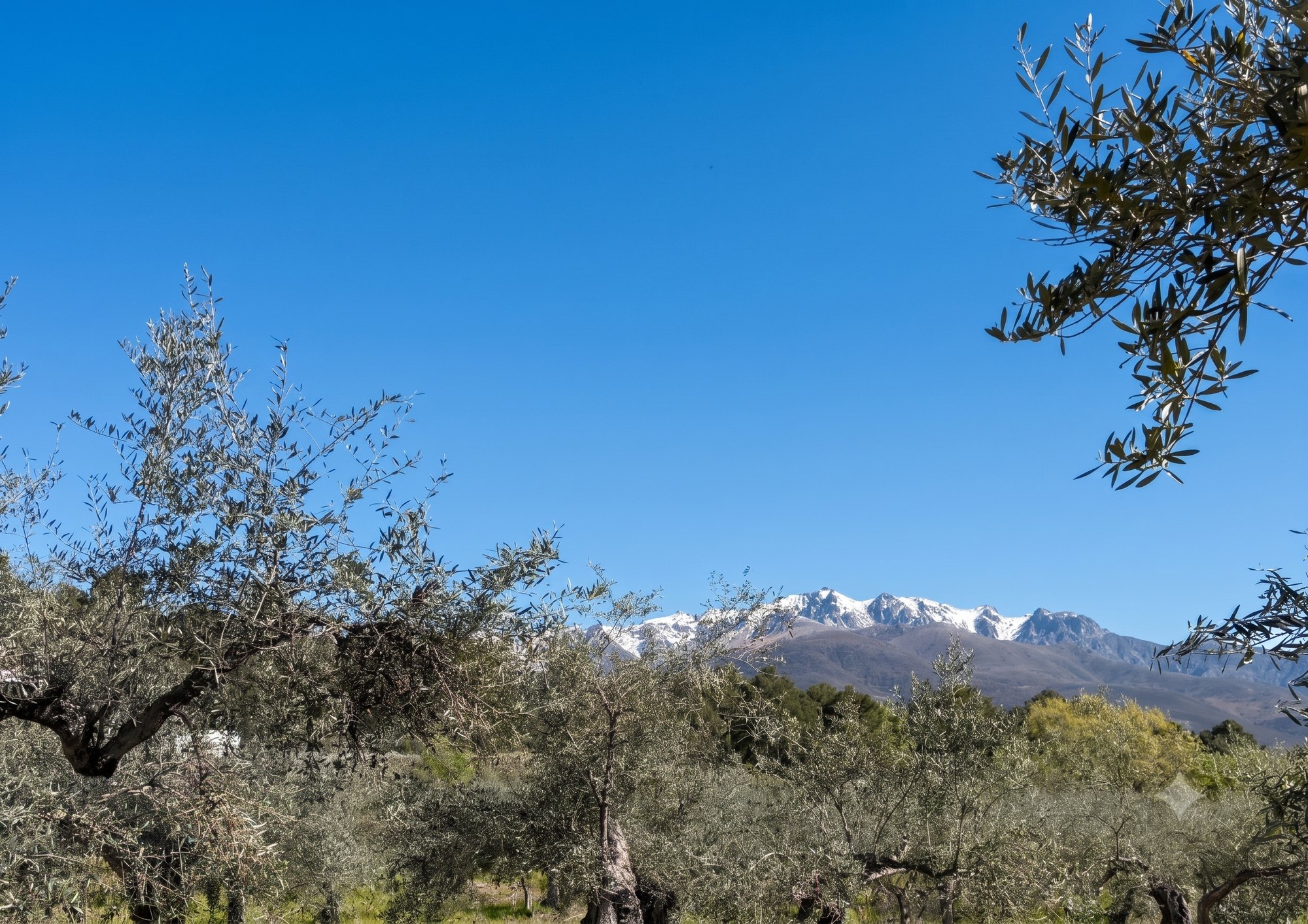 La Oliva