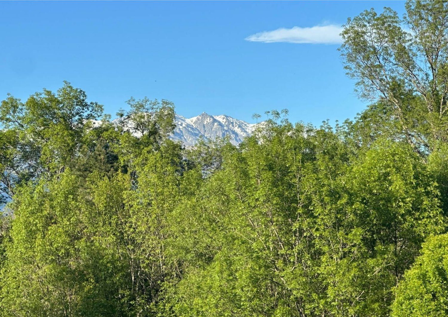 Bosque de Agua